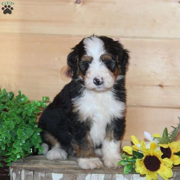 Five Guys, Bernedoodle Puppy